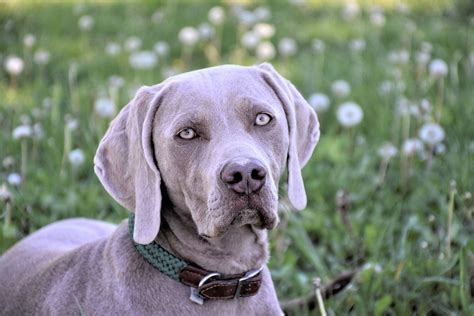 wyman reiner dog